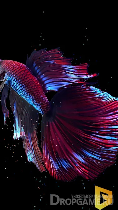 Download Betta Fish (Live wallpaper)  free for Android 