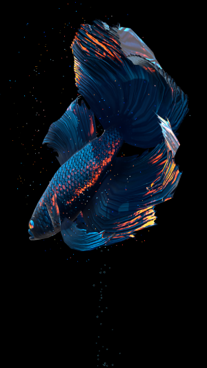 Betta Fish (Живые обои)