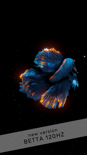 Betta Fish (Живые обои)