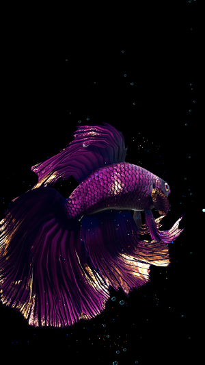 Betta Fish (Живые обои)