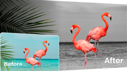 Color Pop Effects Photo Editor